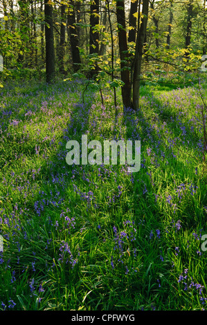 Bluebell Woods bei Wyresdale im Wald von Bowland Lancashire England Stockfoto