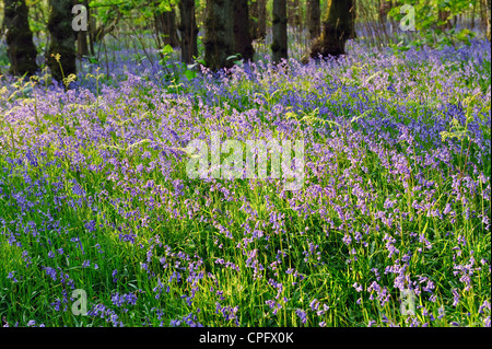 Bluebell Woods bei Wyresdale im Wald von Bowland Lancashire England Stockfoto