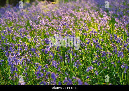 Bluebell Woods bei Wyresdale im Wald von Bowland Lancashire England Stockfoto