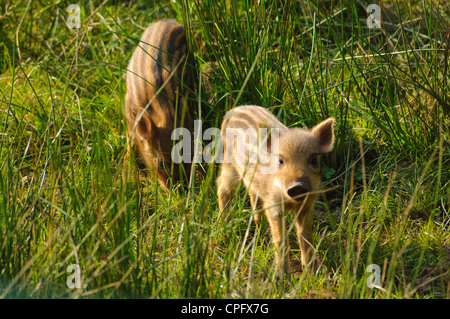 Wildschwein-Sau mit jungen im Bowland Wildschwein Park im Wald von Bowland Lancashire England Stockfoto