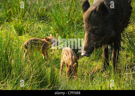 Wildschwein-Sau mit jungen im Bowland Wildschwein Park im Wald von Bowland Lancashire England Stockfoto