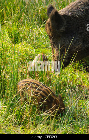 Wildschwein-Sau mit jungen im Bowland Wildschwein Park im Wald von Bowland Lancashire England Stockfoto