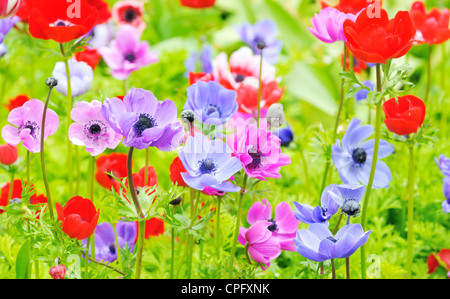 Anemone coronaria Stockfoto