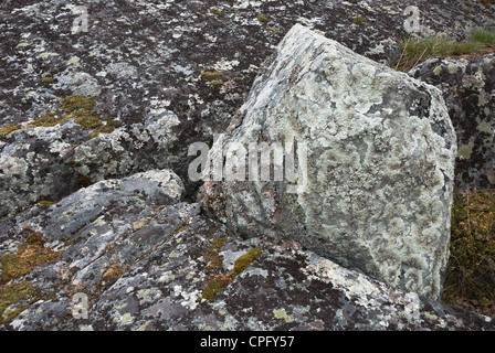 braunem Moos auf dem Rock, horizontale Foto Stockfoto