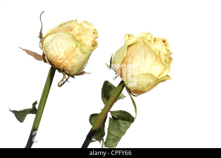 zwei gelbe trockene Rosen und Blüten in weiß Stockfoto