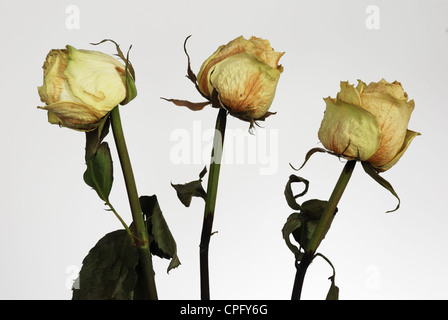 drei gelbe trockene Rosen und Blüten über weiß Stockfoto