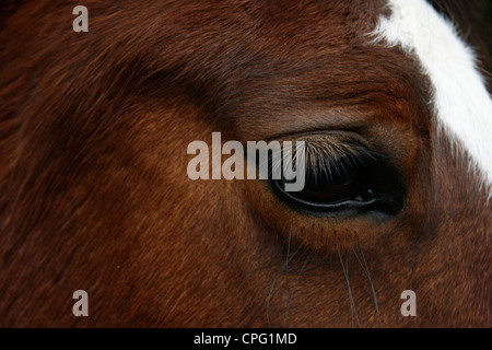 Einem braunen Pferd mit weißen Streifen, die Markierung auf der Stirn Stockfoto