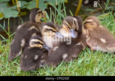 Sechs Entenküken Stockenten (Anas Platyrhynchos) liegen auf dem Rasen Stockfoto