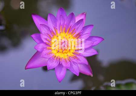 Blauer Stern Wasserlilie oder blaue Lotusblume, Nymphaea stellata, Nymphaea nouchali, National Flower of Sri Lanka, Asien, Stockfoto