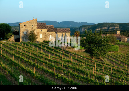 Weinberg in der Nähe von rosieres, Region Ardèche, Frankreich Stockfoto