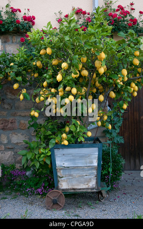 Zitronenbaum im Garten, Rosieres, Ardeche, Frankreich Stockfoto