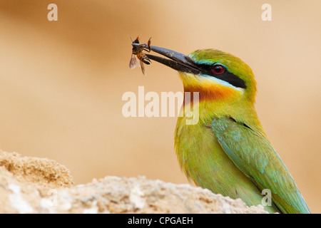 Blau-tailed Bienenfresser (Merops Philippinus) mit Biene Stockfoto