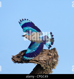 Indische Walze, Coracias Benghalensis, Yala-Nationalpark, Sri Lanka, Asien Stockfoto