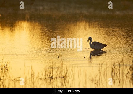 Graureiher, Ardea Cinerea, Fang Frosch im frühen Morgenlicht, Yala-Nationalpark, Sri Lanka, Asien Stockfoto