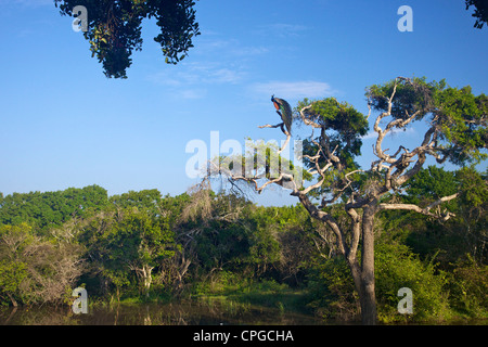 Indischen Pfauen, Pavo Cristatus, Yala-Nationalpark, Sri Lanka, Asien Stockfoto