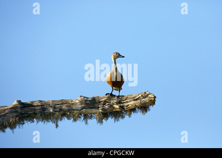 Geringerem Pfeifen-Ente Dendrocygna Javanica, Yala-Nationalpark, Sri Lanka, Asien Stockfoto