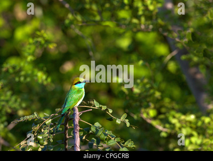 Kleine grüne Bienenfresser Merops Orientalis, Yala-Nationalpark, Sri Lanka, Asien Stockfoto