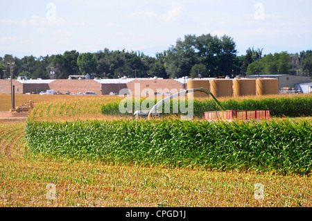 Gehackte Maisernte für Tier füttern, auf einem kleinen Bauernhof in der Nähe einer ländlichen Gemeinde. Stockfoto