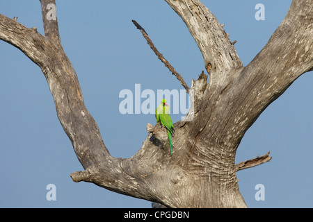 Zuchtpaar von Ring-necked Sittiche, geflohen waren, Uda Walawe Nationalpark, Sri Lanka, Asien Stockfoto