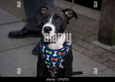 Pit Bull Terrier Welpen mit Kabelbaum Stockfoto