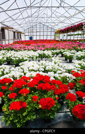 Frischen Frühlingsblumen Geranium für den Verkauf in einer Kleinstadt-Gärtnerei. Stockfoto