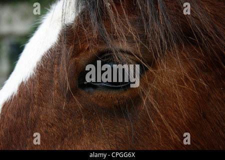 Einem braunen Pferd mit weißen Streifen, die Markierung auf der Stirn Stockfoto