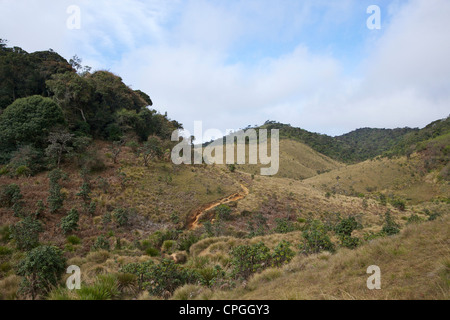 Obere montane Wald, Nebelwald und nassen Patana Grünland, Horton Plains Nationalpark, Sri Lanka, Asien Stockfoto