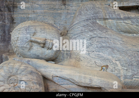 Toque Makaken Macaca Sinica auf liegenden Buddha in Nirvana, Gal Vihara Felsentempel, Polonnaruwa, Sri Lanka, Asien Stockfoto