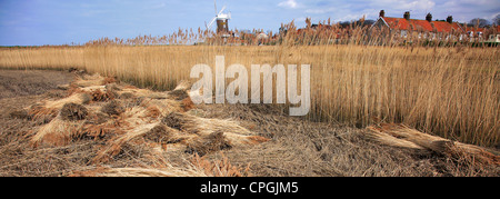 Ein Blick über den Schilfgürtel zu Cley Windmühle in kleinen Norfolk Dorf von Cley-Next-the-Sea, Küste North Norfolk, England, Großbritannien Stockfoto