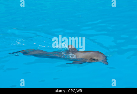 Delphin Schwimmen im Meer Stockfoto