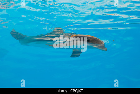 Delphin Schwimmen im Meer Stockfoto