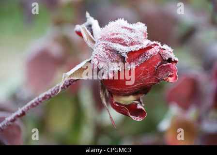 schöne mattierte rote rose im Garten Stockfoto