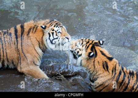 Zwei sibirische Tiger im seichten Wasser spielen Stockfoto