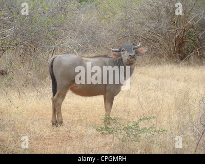 Wilden Wasserbüffels Bubalus Arnee, Yala-Nationalpark, SriLanka, Asien Stockfoto