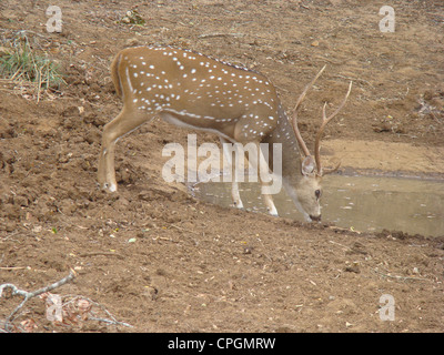 Männliche gefleckte Rehe trinken vom Wasserloch, Yala-Nationalpark, Sri Lanka, Asien Stockfoto