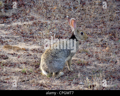 Männliche schwarze Himalaja-Hase Lepus Nigricollis Yala Nationalpark Sri Lanka Asien Stockfoto