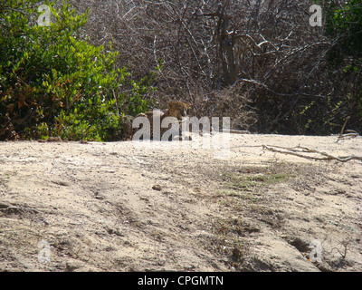 Leoparden ruht in Yala National Park, Sri Lanka, Asien Stockfoto