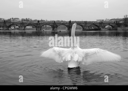 Höckerschwan auf der Moldau - Karlsbrücke im Hintergrund, Prag, Tschechische Republik Stockfoto