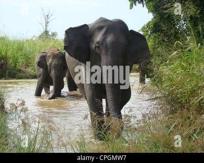 Asiatischer Elefant, Elephas Maximus Maximus, Uda Walawe Nationalpark, Sri Lanka, Asien Stockfoto