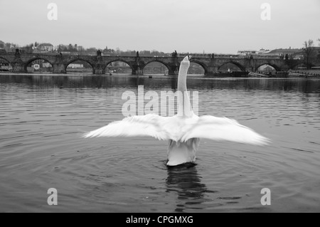 Höckerschwan auf der Moldau - Karlsbrücke im Hintergrund, Prag, Tschechische Republik Stockfoto