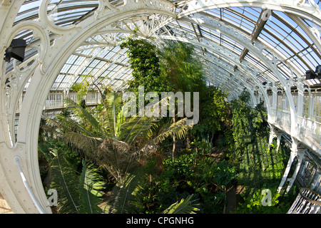 Gemäßigten Haus Interieur, Kew Royal Botanic Gardens, London, England, UK, Deutschland, GB, Großbritannien, britische Inseln Stockfoto