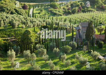 Olivenhaine und italienischen Zypern Bäume sind bei Sonnenuntergang in die mittelalterlichen umbrischen Orvieto gesehen. Italien. Stockfoto