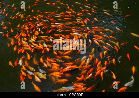 Kreisen Koi Fische füttern auf der Oberfläche der aYuyuan Garten-Teich in Shanghai Peoples Republic Of China Stockfoto