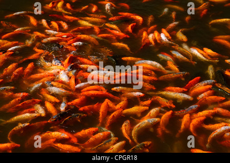 Wirbelnde Masse von Koi Fish Feeding Frenzy an der Oberfläche des Yuyuan Garten Teich in Shanghai, China Stockfoto