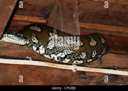 Großen Morelia Spilota oder Python oder Teppich Schlange unter Haus. Stockfoto