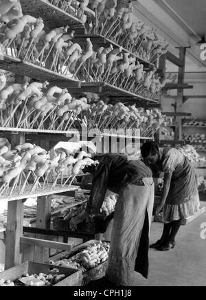 Industrie, Spielzeug, Herstellung von Puppen, Komponenten auf Lager, Westdeutschland, 1949, , zusätzliche-Rights-Clearences-not available Stockfoto