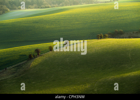 Frühling Morgen in South Downs National Park, East Sussex, England. Stockfoto