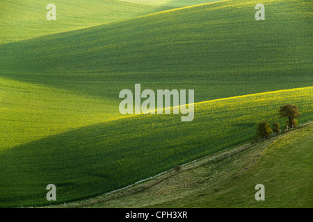 Frühling Morgen in South Downs National Park, England. Stockfoto