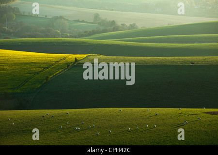 Frühling Morgen in South Downs National Park, East Sussex, England. Stockfoto