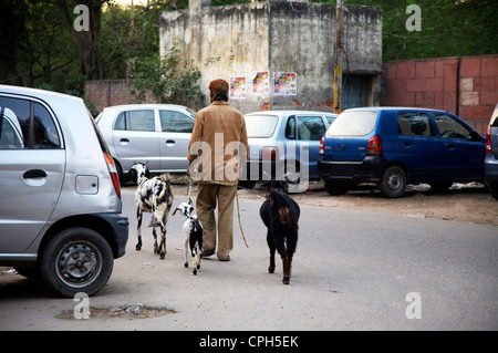 Man Walking Ziegen Stockfoto
